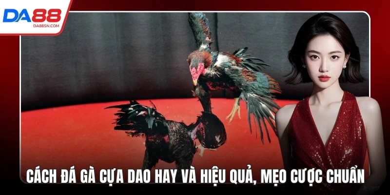 cách đá gà cựa dao
