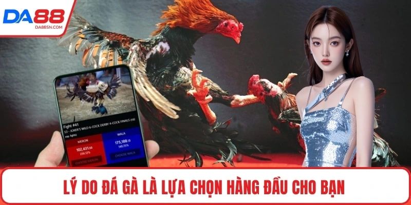 Lý do đá gà là lựa chọn hàng đầu cho bạn 