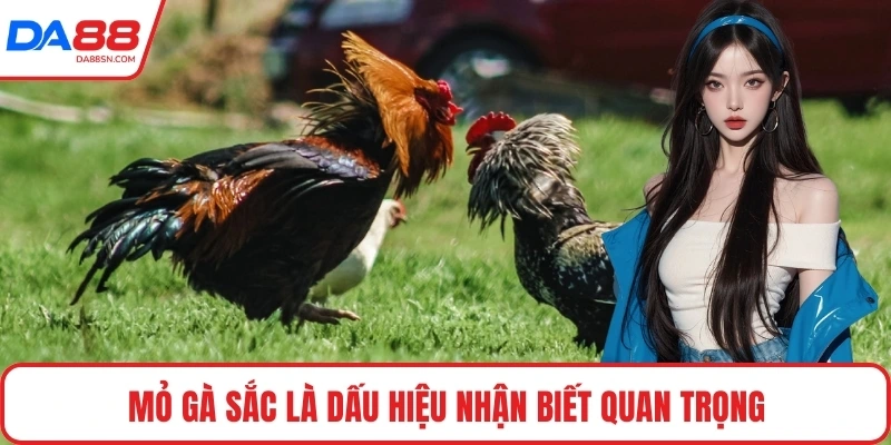 Mỏ gà sắc là dấu hiệu nhận biết quan trọng Mỏ gà sắc là dấu hiệu nhận biết quan trọng