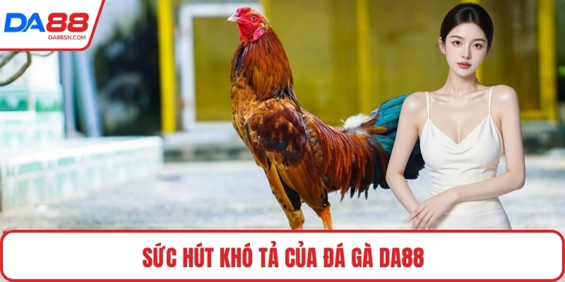 Sức hút khó tả của đá gà DA88